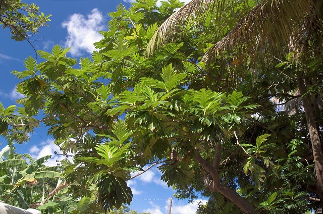 img00023.jpg