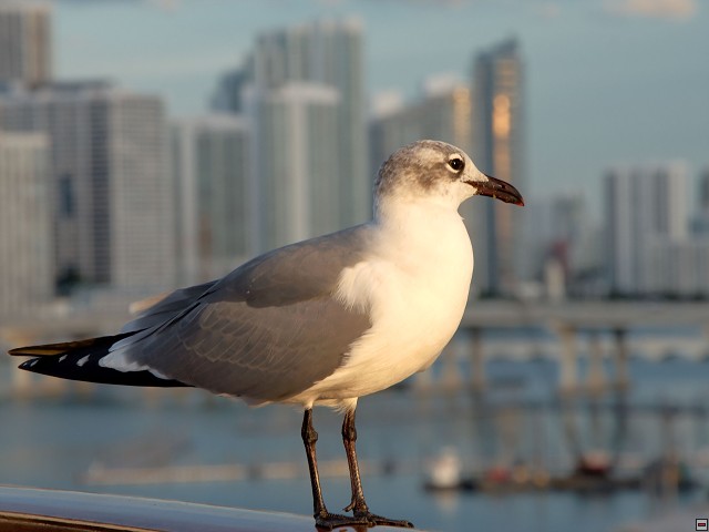 img00006.jpg