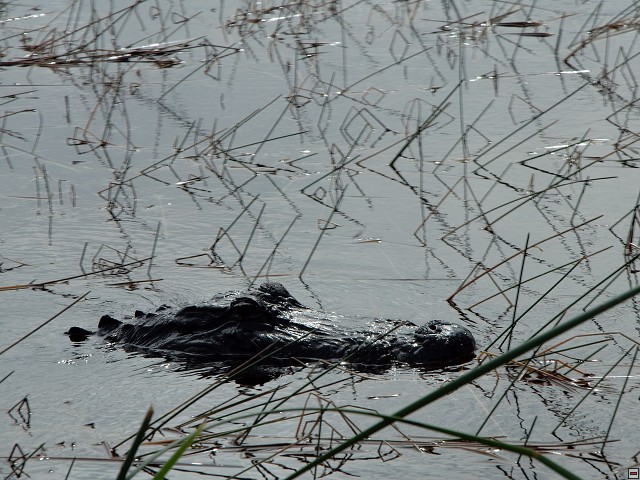 img00020.jpg