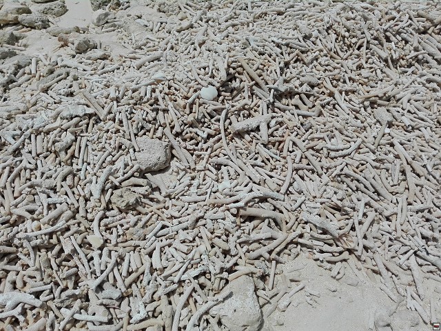 img00033.jpg