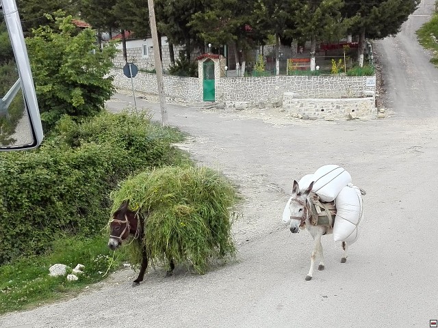 img00016.jpg