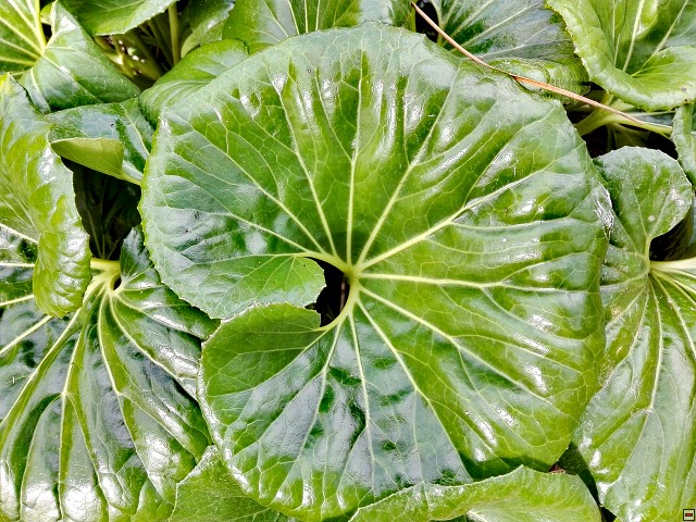 img00024.jpg