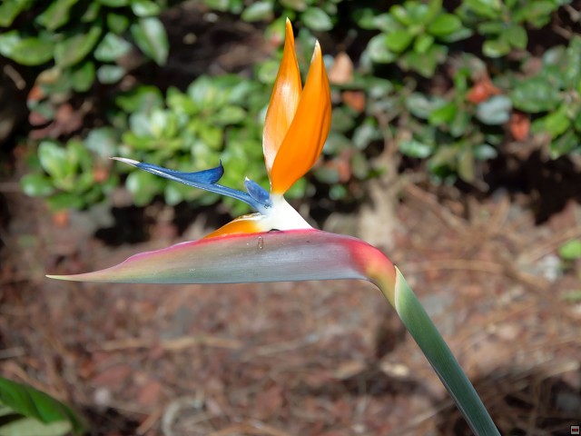 img00027.jpg