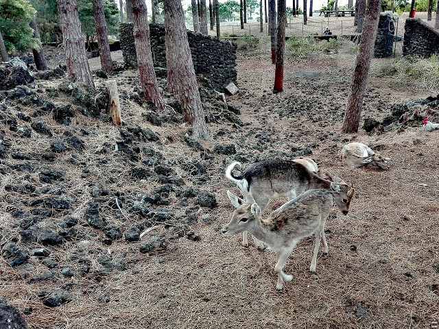 img00028.jpg