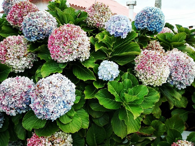 img00022.jpg