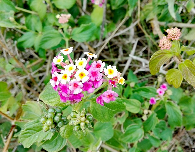 img00029.jpg