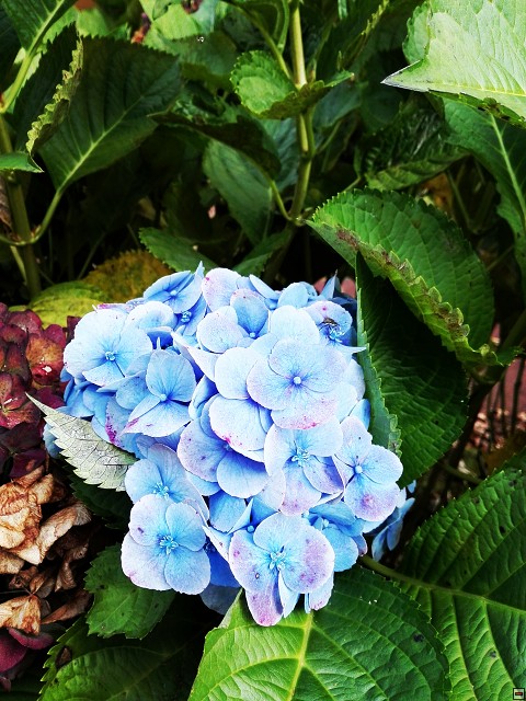 img00036.jpg
