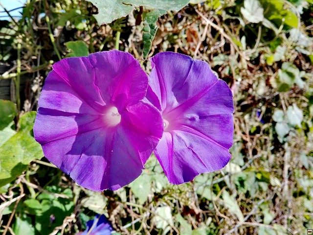 img00046.jpg