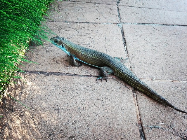 img00032.jpg