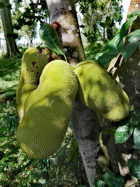 img00094.jpg