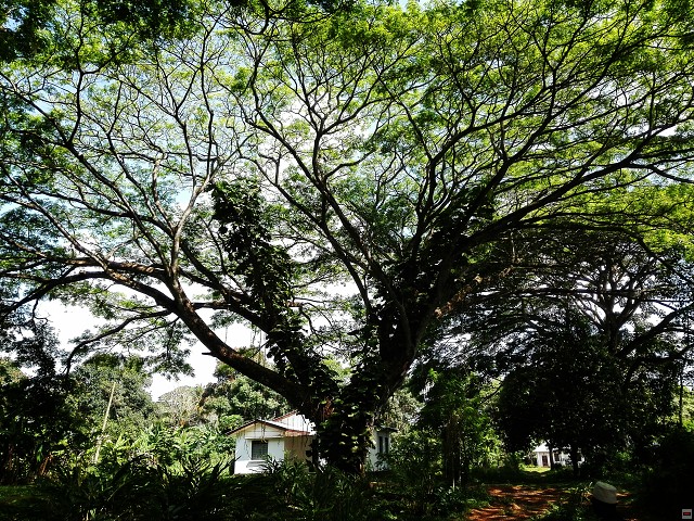 img00096.jpg