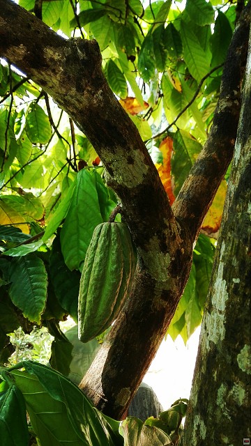 img00102.jpg