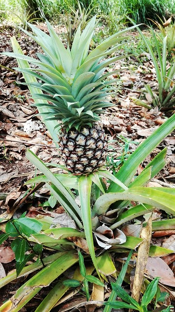 img00106.jpg