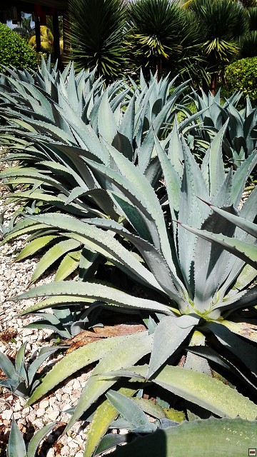 img00156.jpg