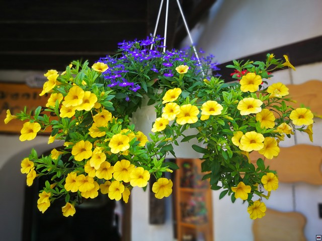img00045.jpg
