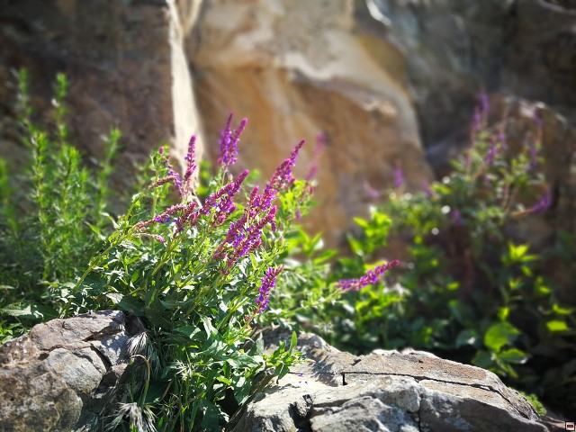 img00007.jpg