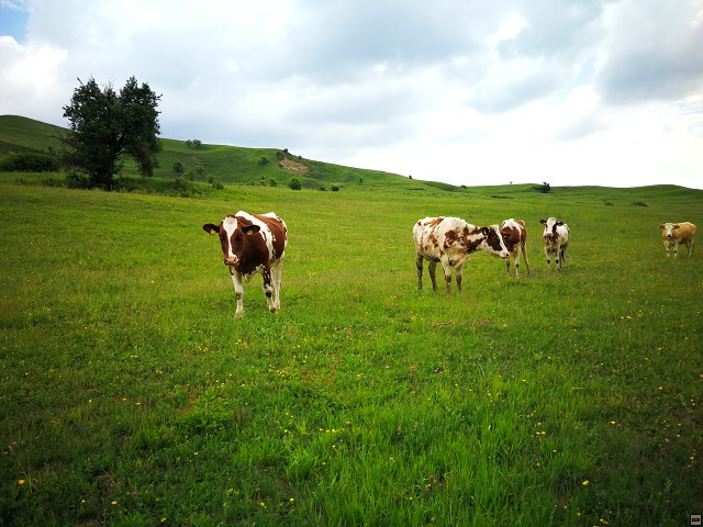 img00025.jpg