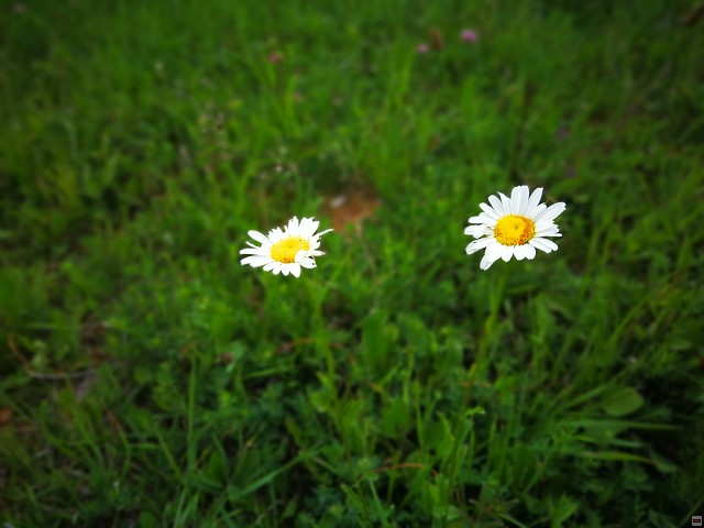 img00027.jpg