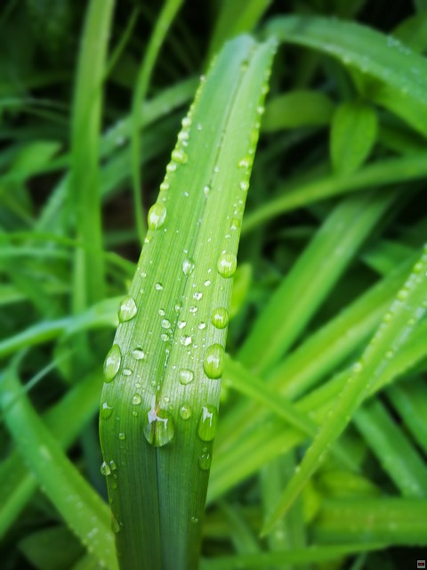 img00043.jpg