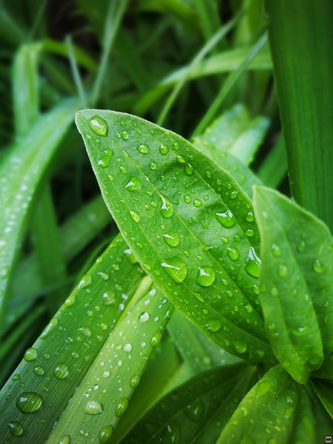 img00045.jpg