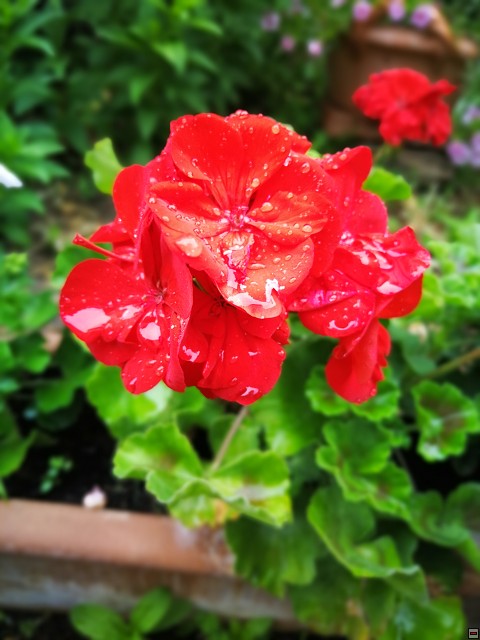 img00046.jpg