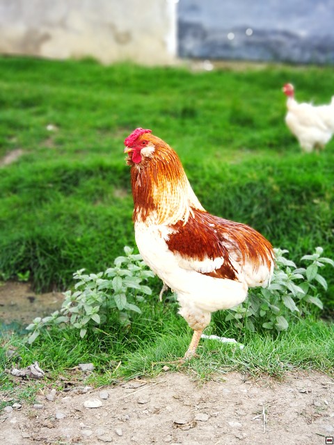 img00056.jpg