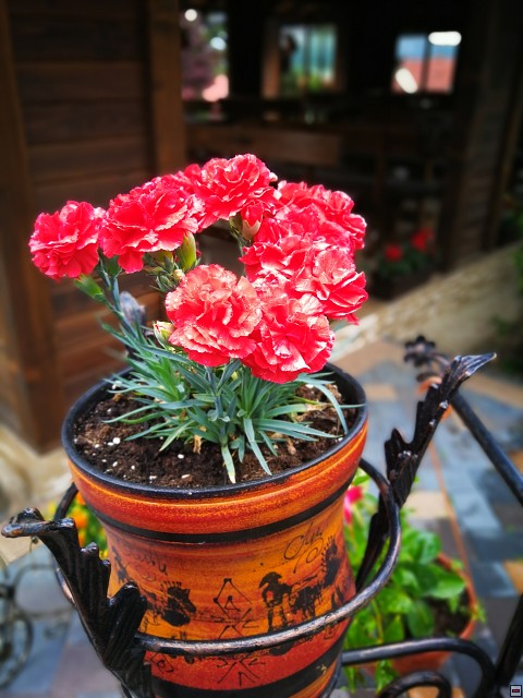 img00005.jpg