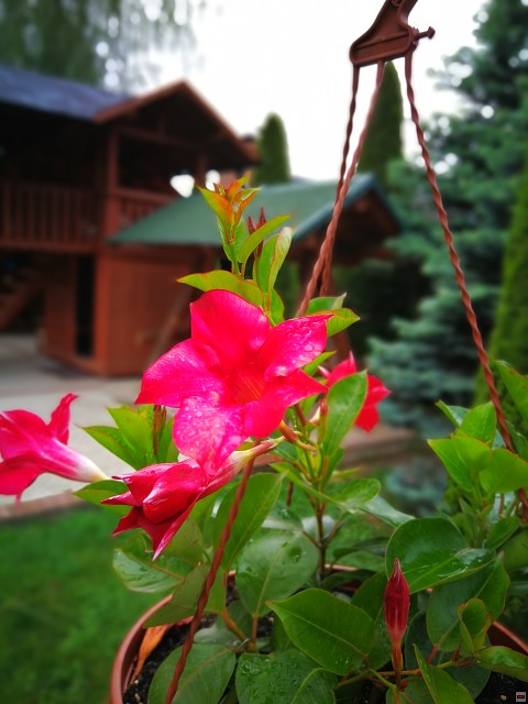 img00008.jpg