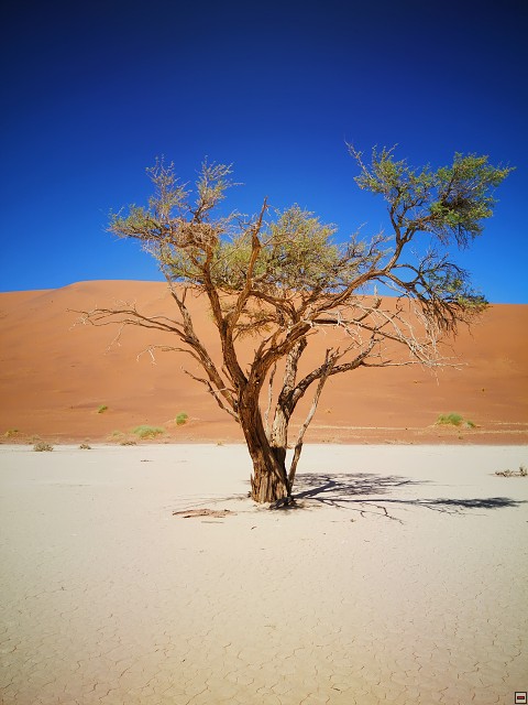 img00061.jpg