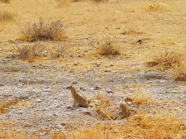 img00006.jpg