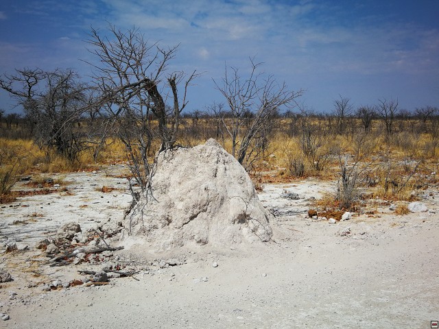 img00010.jpg