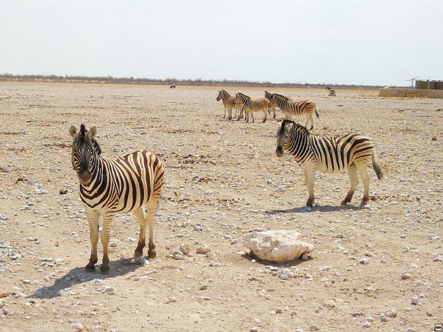 img00011.jpg
