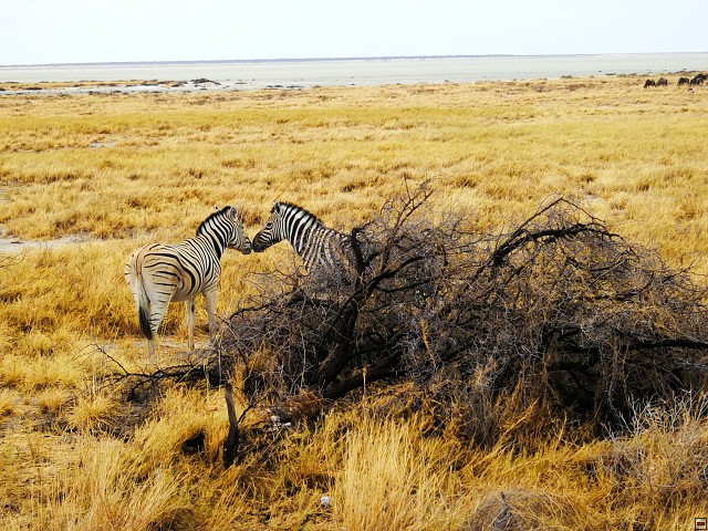 img00003.jpg
