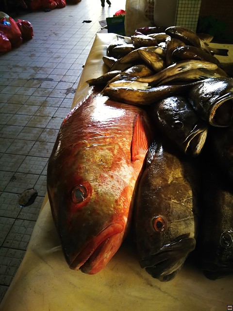 img00009.jpg