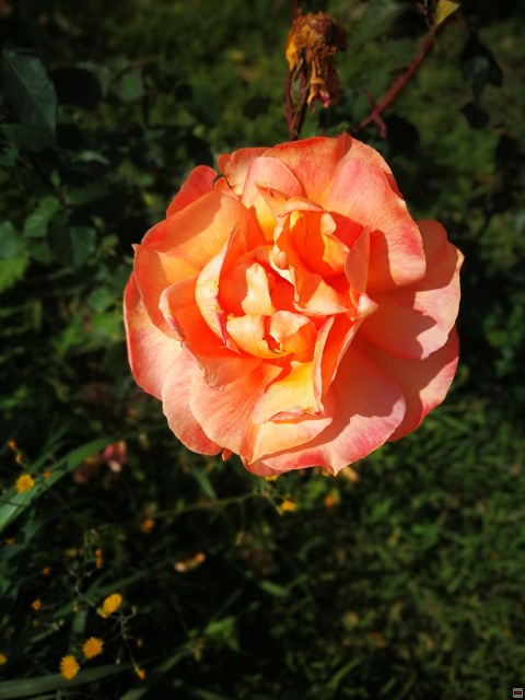 img00003.jpg