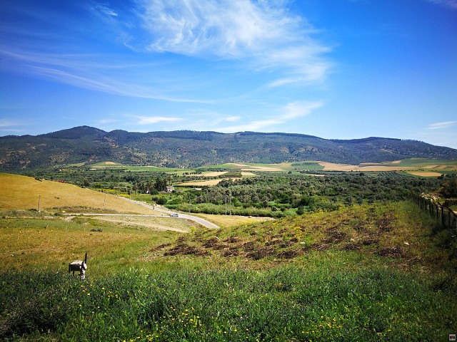img00039.jpg