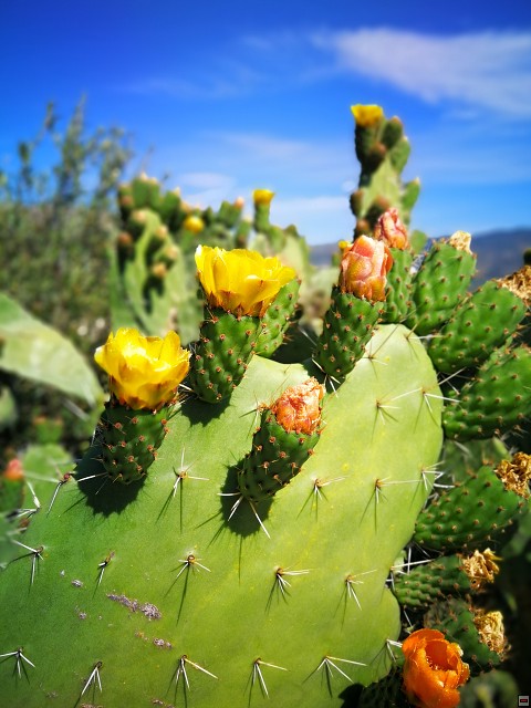 img00041.jpg