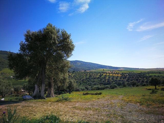 img00064.jpg