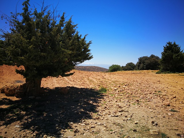 img00007.jpg