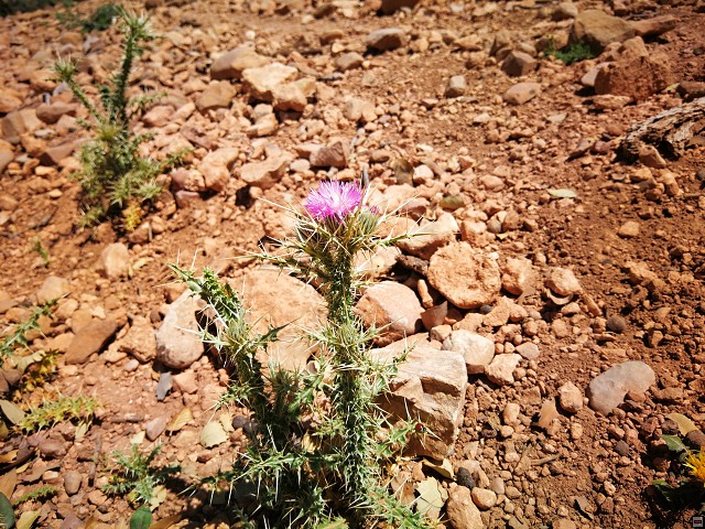 img00009.jpg