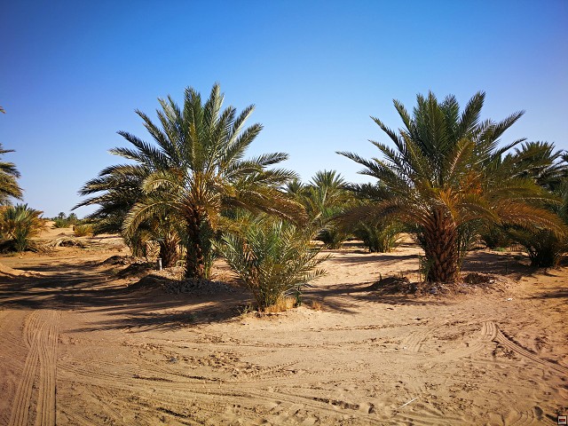 img00006.jpg