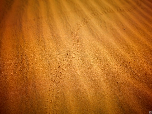 img00016.jpg