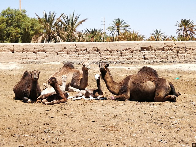 img00035.jpg