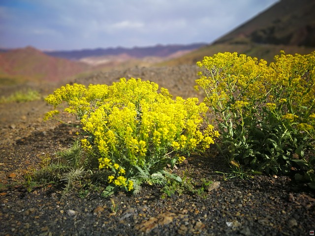 img00061.jpg