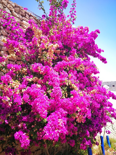 img00006.jpg