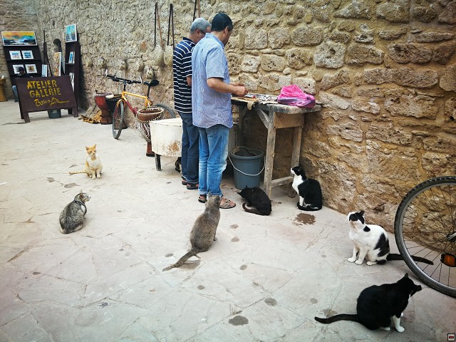 img00062.jpg