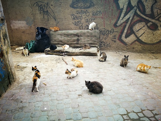 img00075.jpg