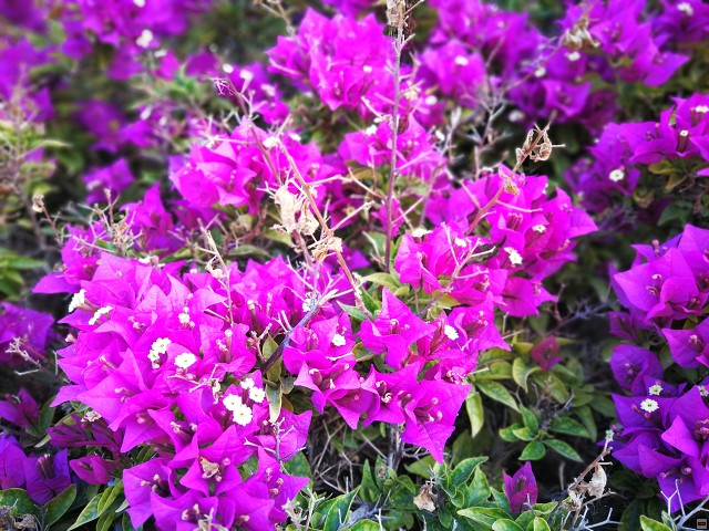 img00007.jpg
