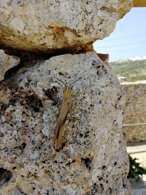 img00071.jpg