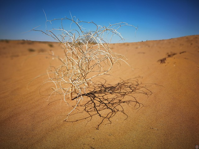 img00009.jpg